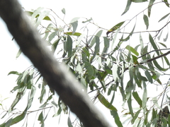 Eucalyptus siderophloia