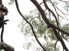 Eucalyptus siderophloia