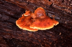 Bondarcevomyces taxi