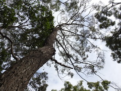 Eucalyptus siderophloia