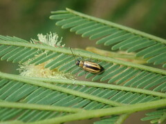 Monolepta subsuturalis
