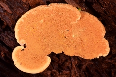 Bondarcevomyces taxi