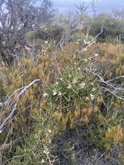 Hakea teretifolia