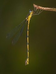Synlestes selysi