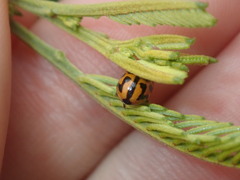 Peltoschema oceanicum