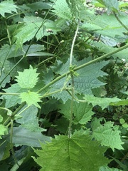 Urtica thunbergiana