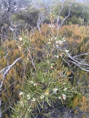 Hakea teretifolia
