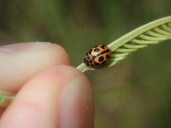 Peltoschema oceanicum