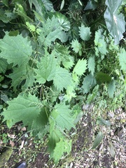 Urtica thunbergiana