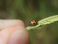 Peltoschema oceanicum