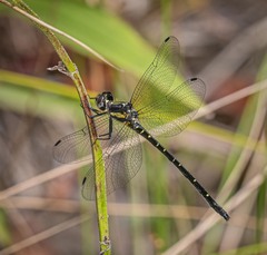 Eusynthemis nigra