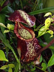 Nepenthes rafflesiana