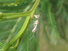 Spaminta minjerribae