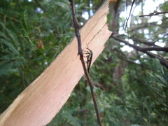 Rhinotia lineata