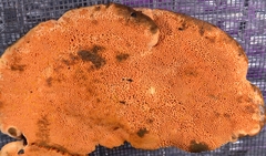 Bondarcevomyces taxi