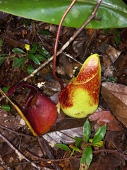 Nepenthes rafflesiana