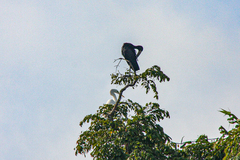 Anastomus lamelligerus