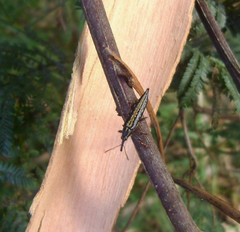 Rhinotia lineata