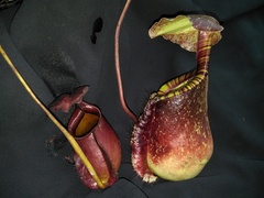 Nepenthes rafflesiana