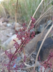 Mosla dianthera