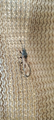 Ischnodemus sabuleti