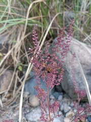 Mosla dianthera