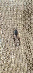 Ischnodemus sabuleti