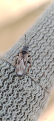 Ischnodemus sabuleti