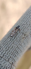 Ischnodemus sabuleti