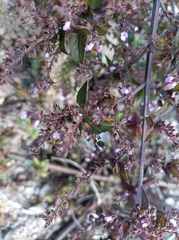 Mosla dianthera