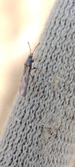 Ischnodemus sabuleti