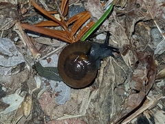 Bekkochlamys