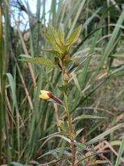 Ludwigia hyssopifolia