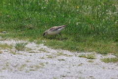 Charadrius obscurus aquilonius