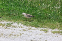 Charadrius obscurus aquilonius