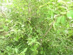 Elaeodendron australe