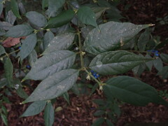 Lasianthus curtisii