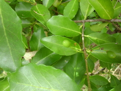 Elaeodendron australe