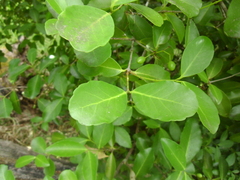 Elaeodendron australe