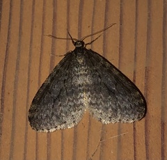 Operophtera