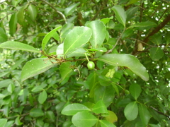 Elaeodendron australe