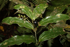 Ripogonum discolor