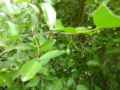Elaeodendron australe