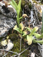 Ophrys speculum