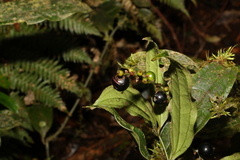 Ripogonum discolor