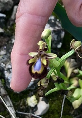 Ophrys speculum