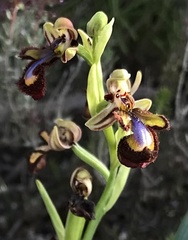 Ophrys speculum