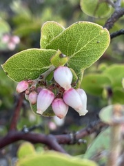 Arctostaphylos osoensis