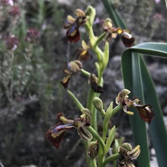 Ophrys speculum