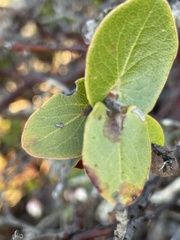 Arctostaphylos osoensis